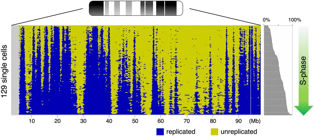 理化学研究所 生命機能科学研究センターbdr・発生エピジェネティクス研究チーム 理研bdr平谷研究室・研究員募集（ゲノム三次元構造・dna複製制御分野） 3803